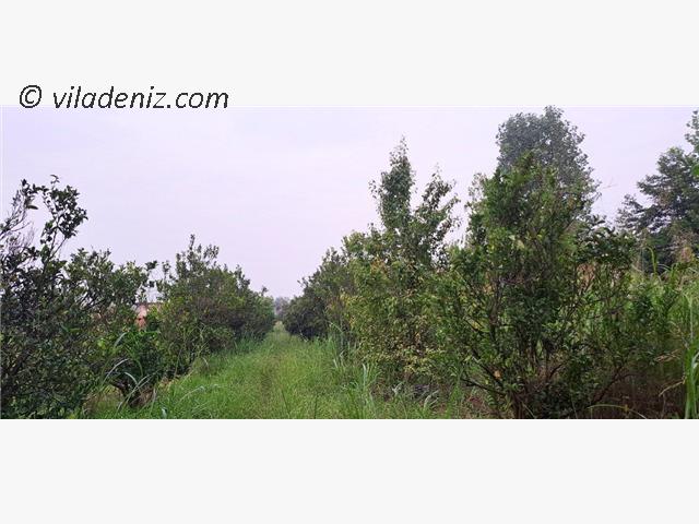 آغوزبن کجاست خرید زمین و ویلا در اغوزبن آمل