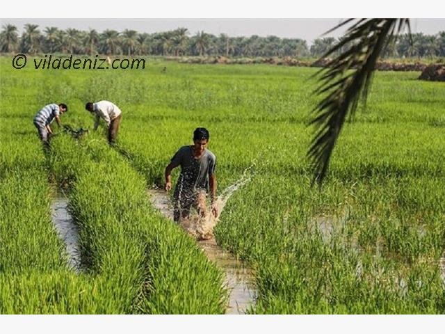 چرا زمین‌ های کشاورزی در مازندران به گزینه‌ ای جذاب تبدیل شده‌اند؟