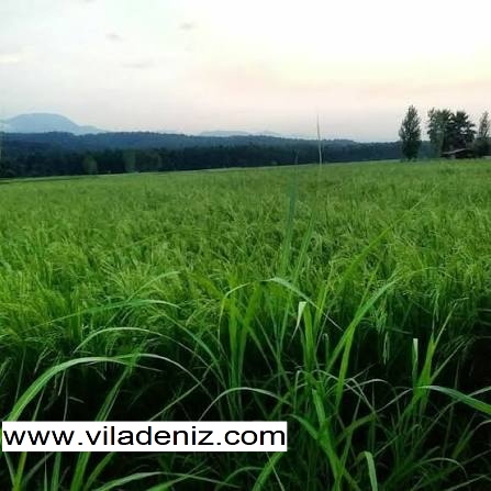 روستای قلعه کتی و روستای دارکلا را بشناسیم
