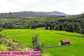 خرید زمین کوهستانی یا خرید زمین جنگلی در شمال